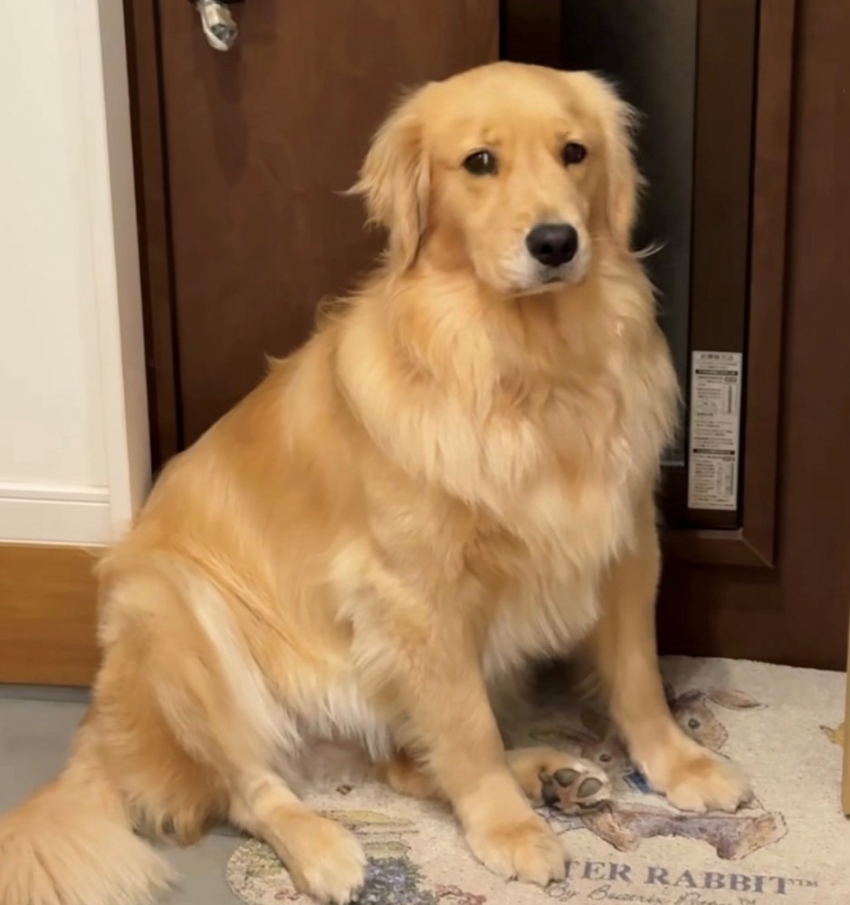 目配せしているような犬