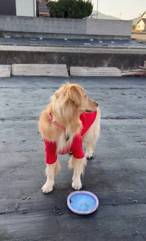 「パパ、どこ？」とキョロキョロ