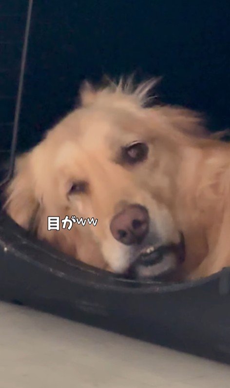 モコちゃんの寝起きの瞬間6