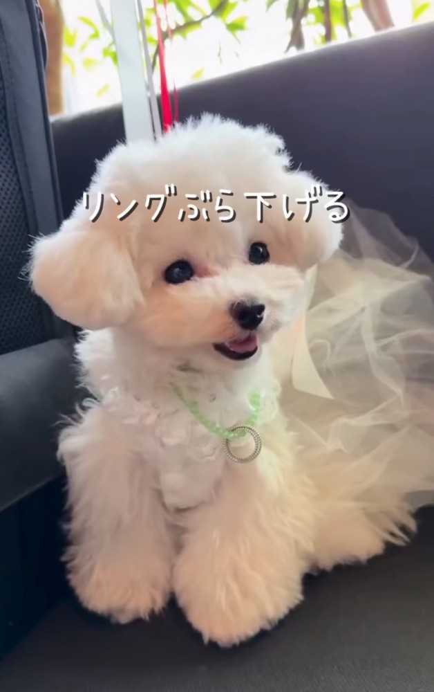 リングを首にぶら下げる犬