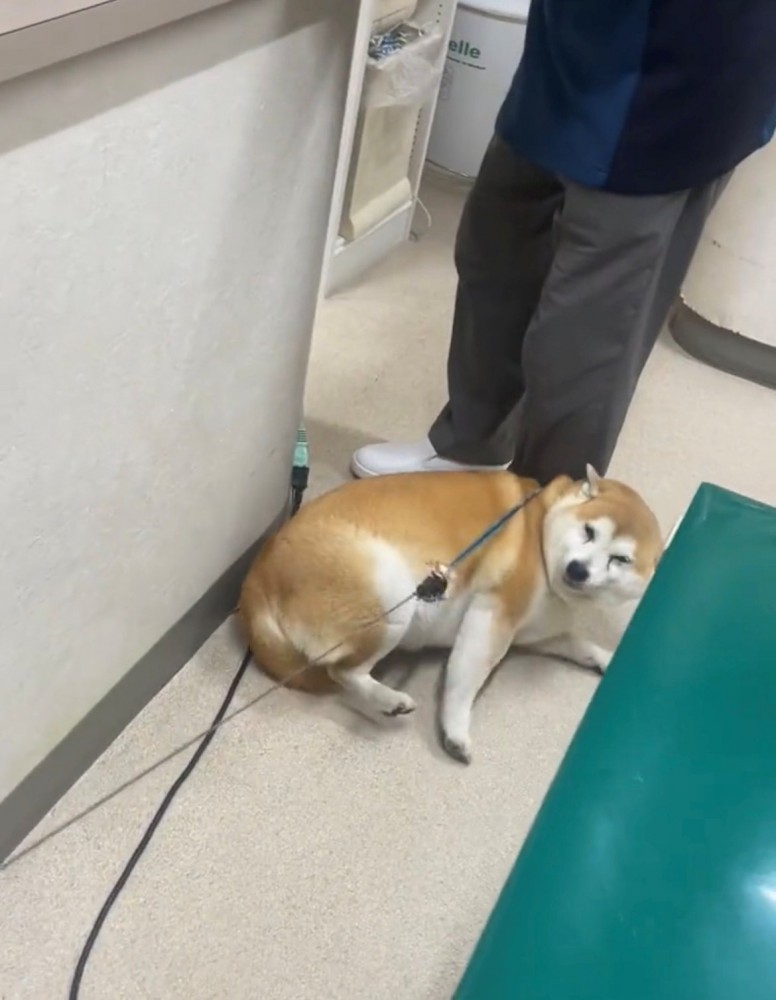 足元でゴロンと寝転ぶ犬