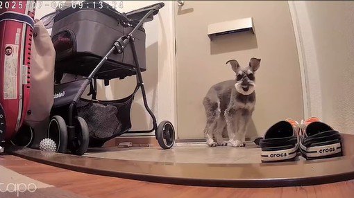 玄関で待機中のぷく君ともち君2