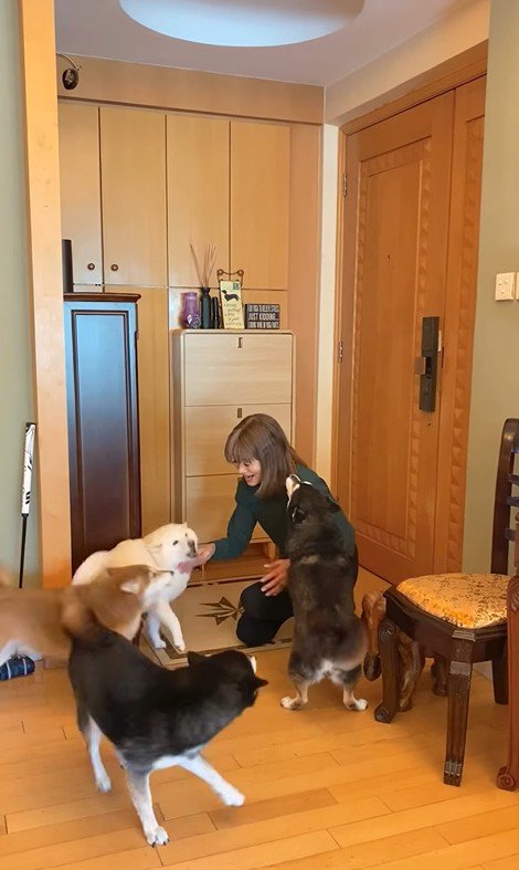 柴犬4匹の熱烈歓迎7