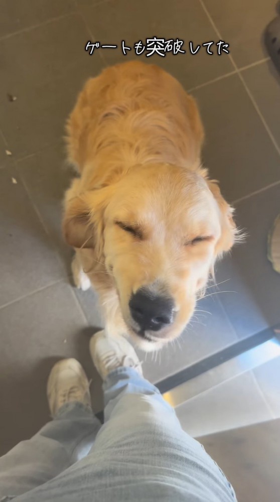 目を細めて、帰宅した飼い主を見上げる犬