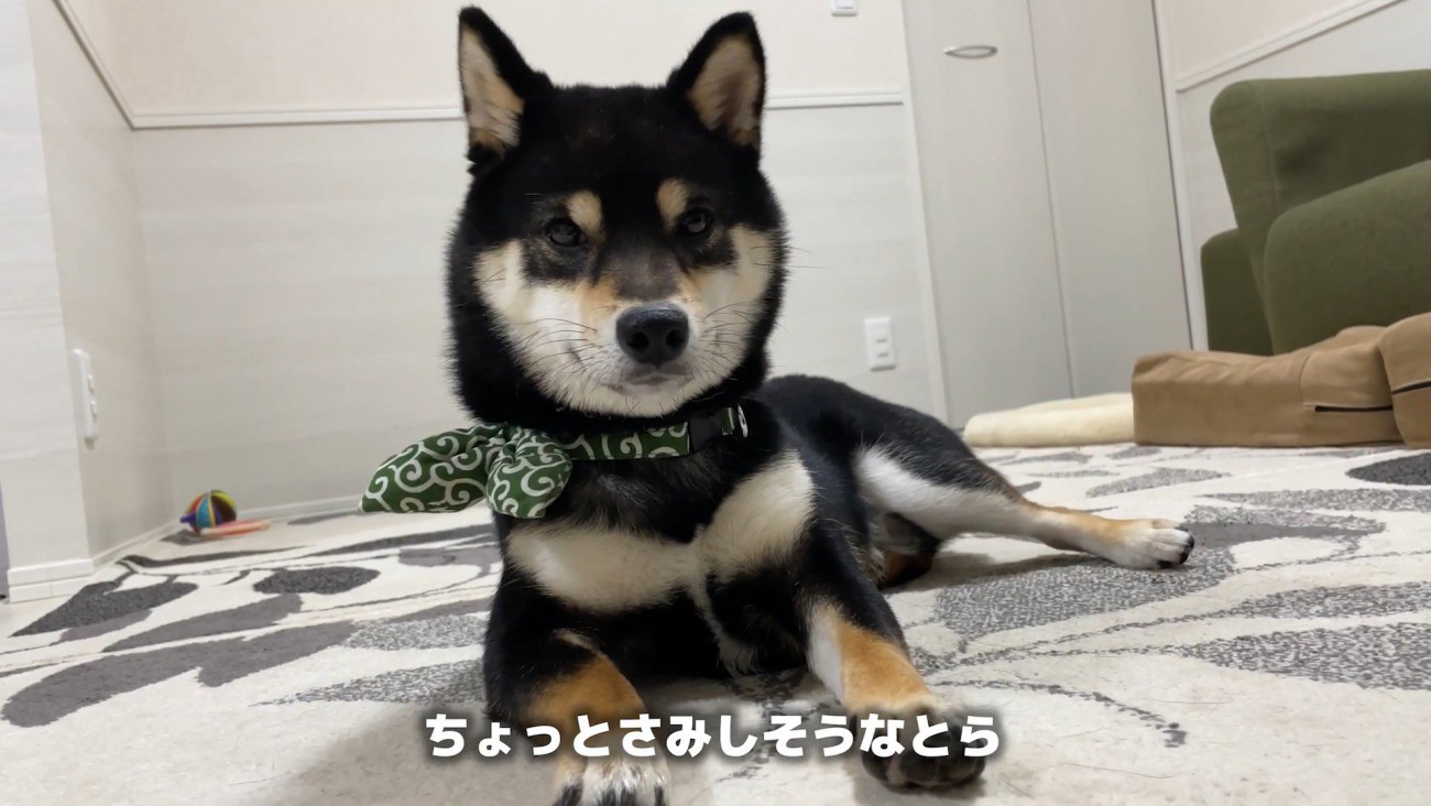 どんどん寂しくなってきたよう…
