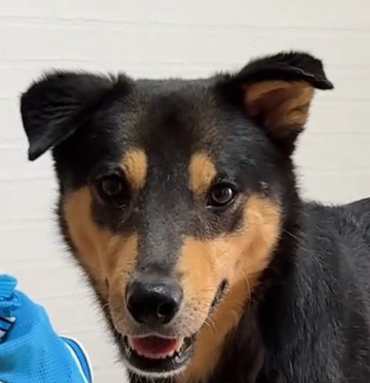 飼い主を見つめる犬の顔