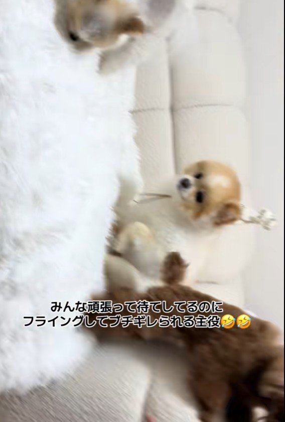 タジタジの友達犬