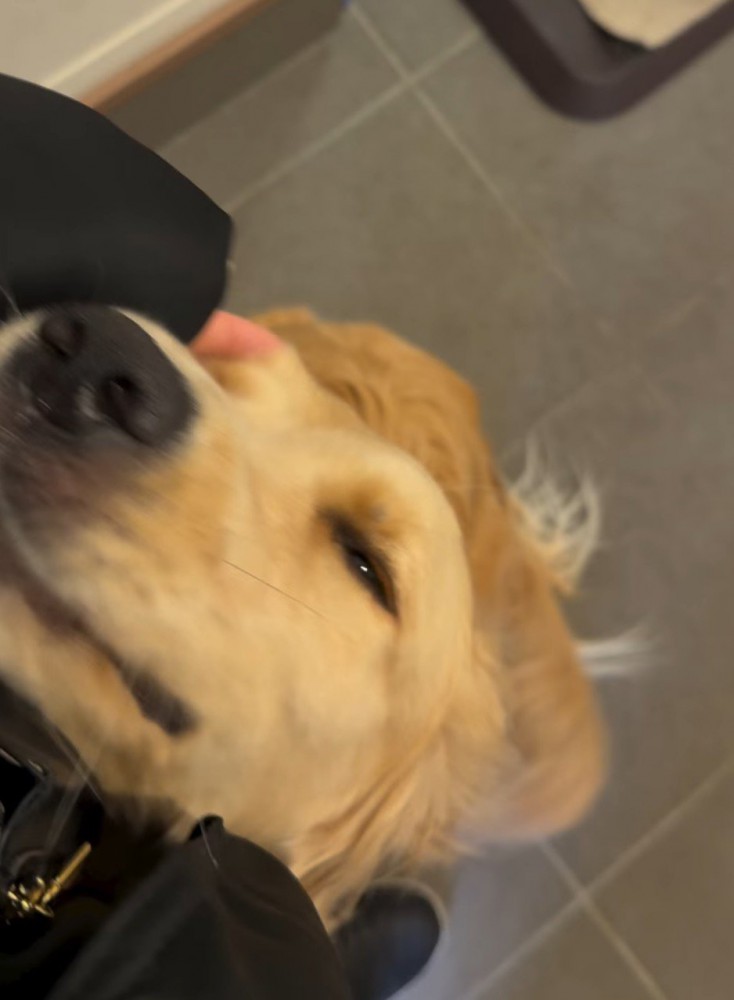 飼い主に撫でられて目を細める犬