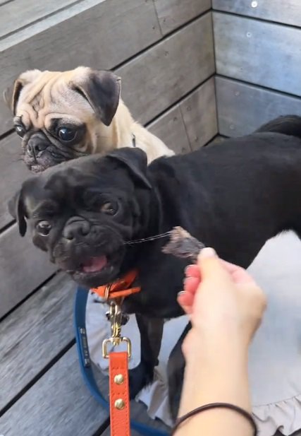 よだれが出る雲丹ちゃん