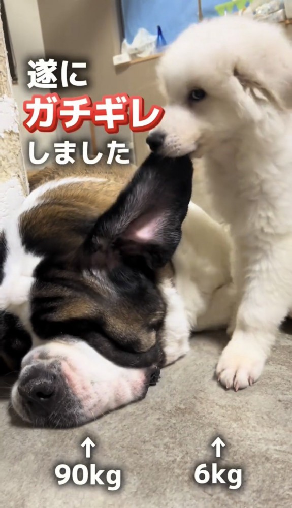 大型犬の耳を噛む子犬