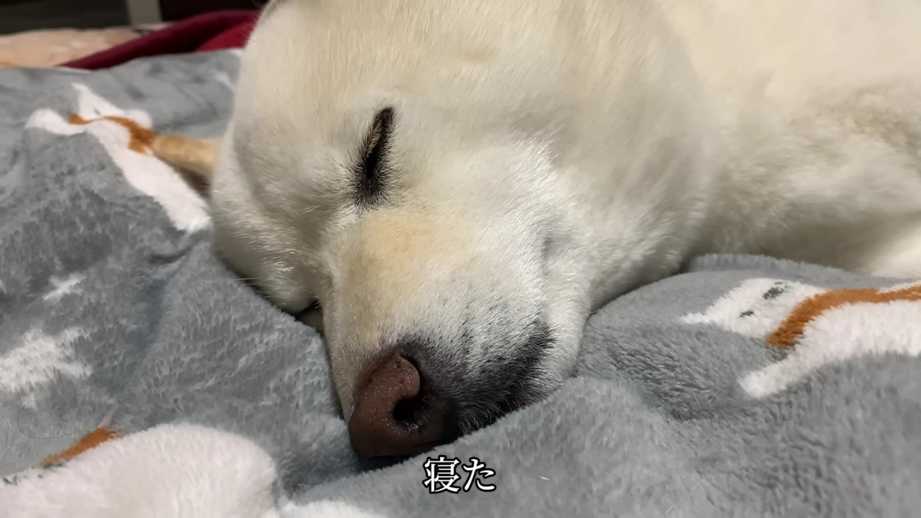 満足そうな姿にホッコリ