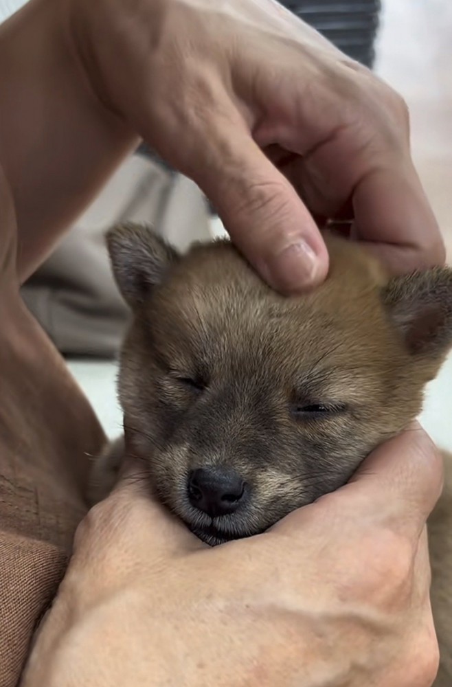 額を撫でられる犬