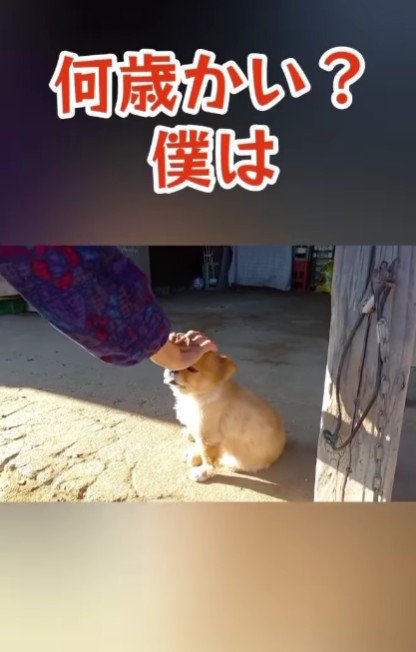 「僕は何歳かい？」