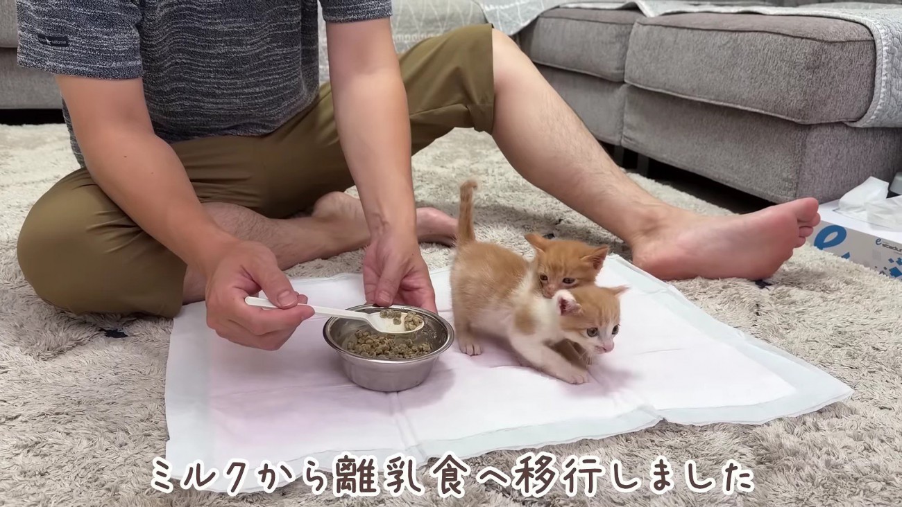 保護猫のミルクボランティア