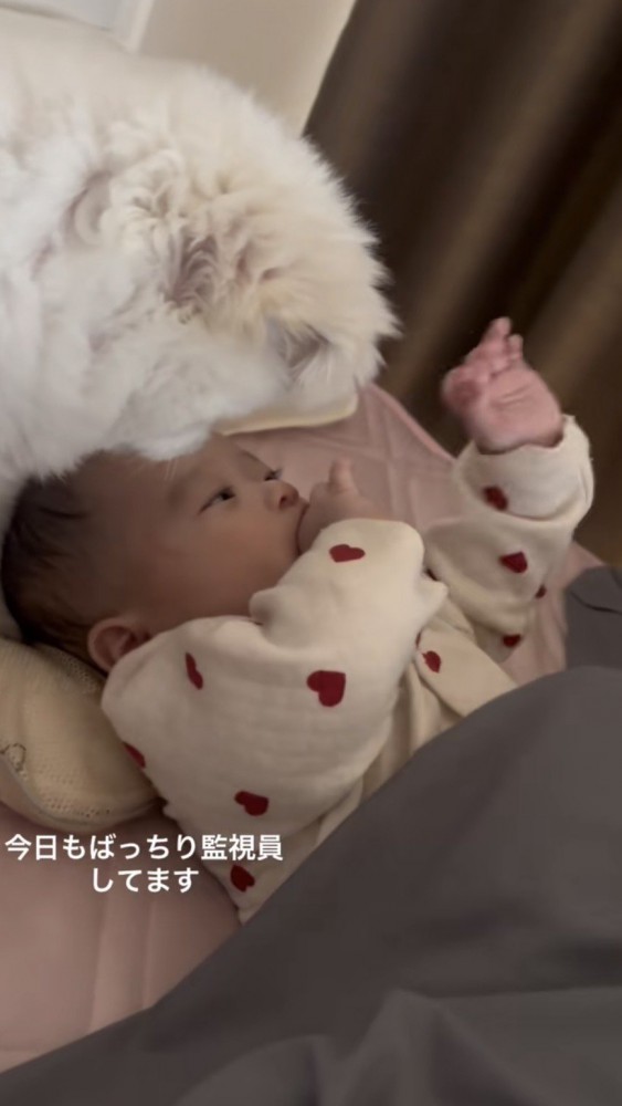 寝ている赤ちゃんを近くでじっと見つめる犬