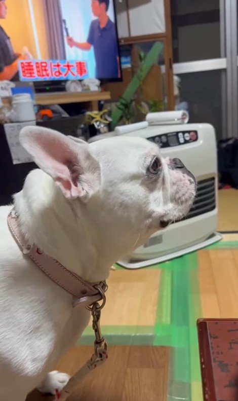 コロちゃんと赤ちゃんの初対面9