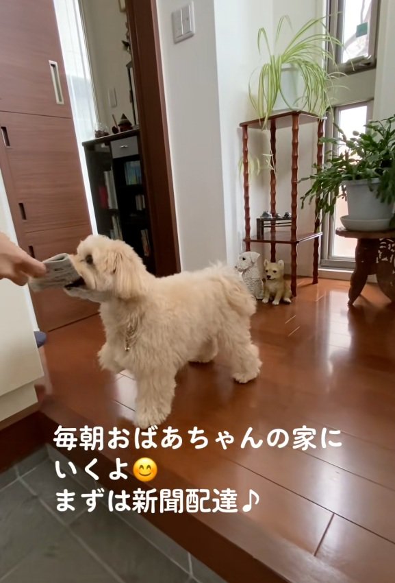 新聞を受け取るワンコ