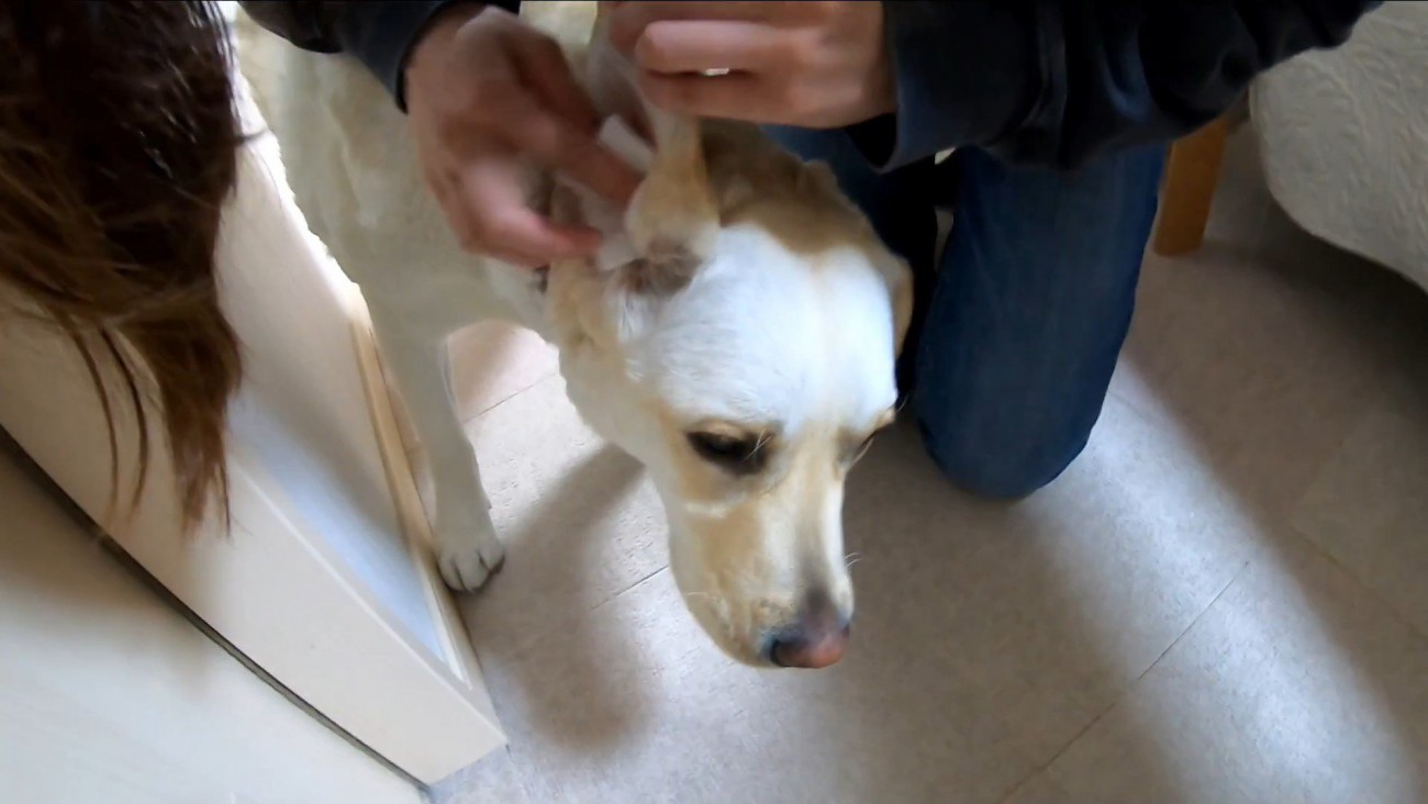 耳掃除を嫌がるきなこちゃん⑩