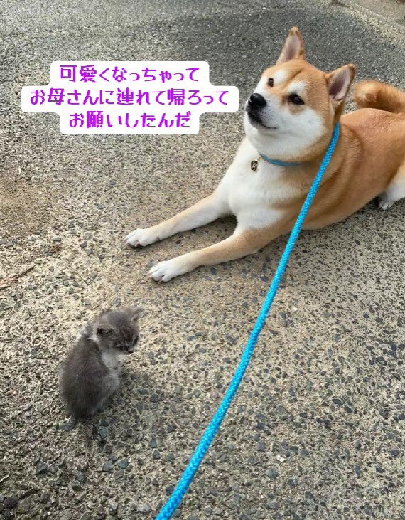 「家族になりたい」