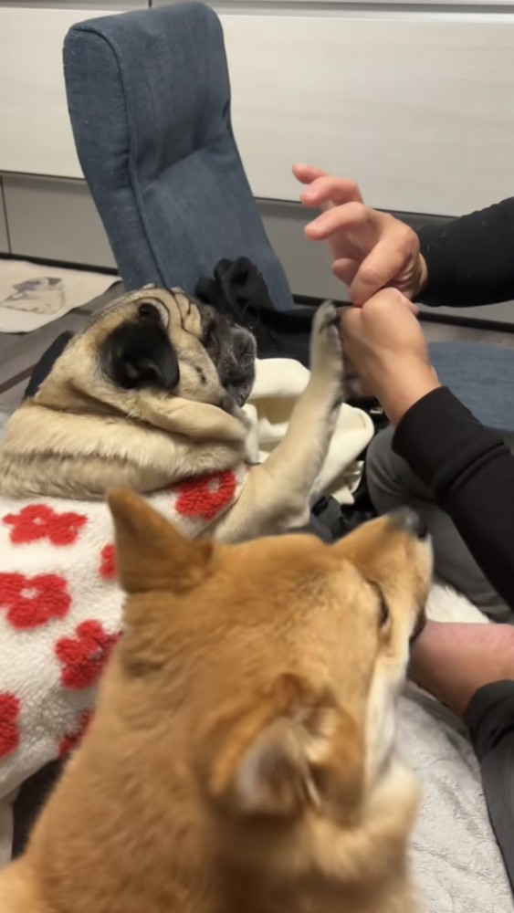 親指マジックをしようとするパパの指をまじまじとみる犬達