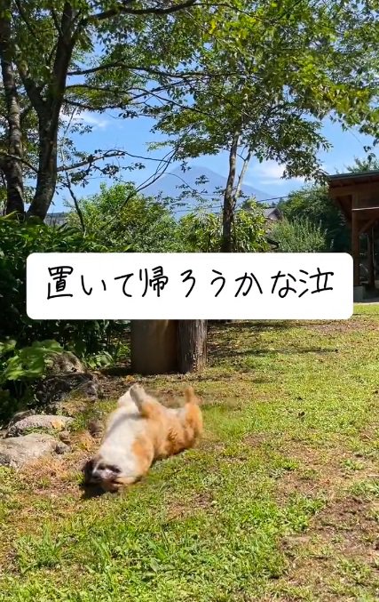 もう一度ゴロゴロするぷりんちゃん