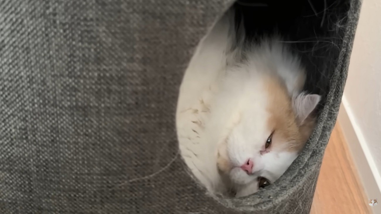 レモンさんはお昼寝開始