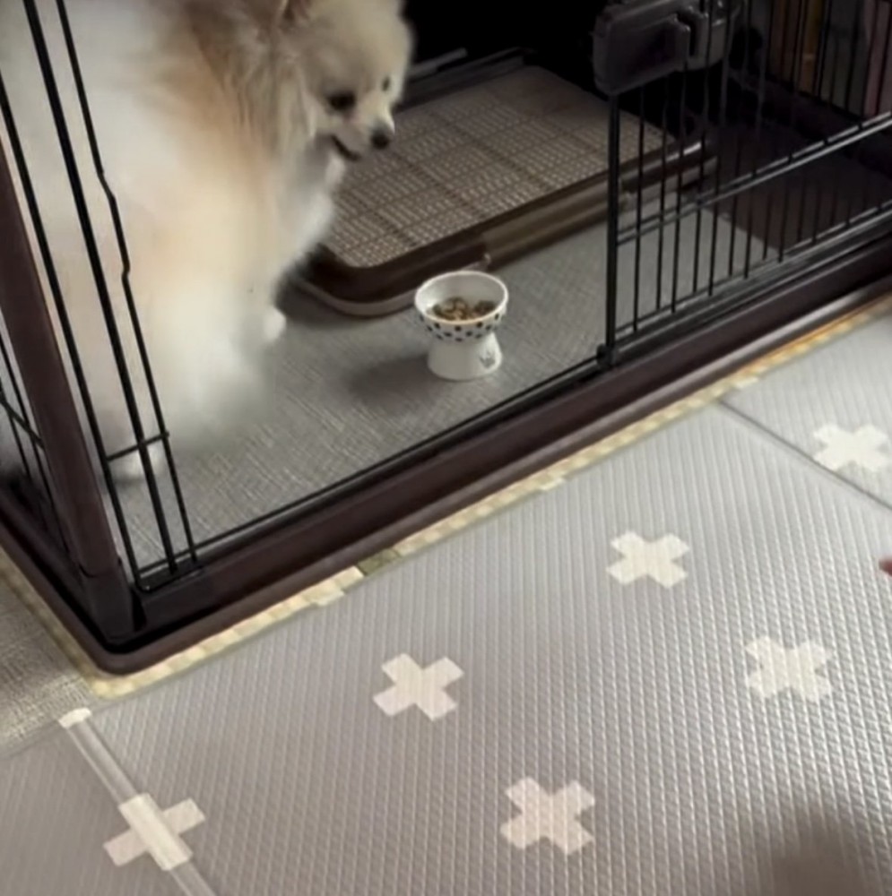 ハウスに入る犬