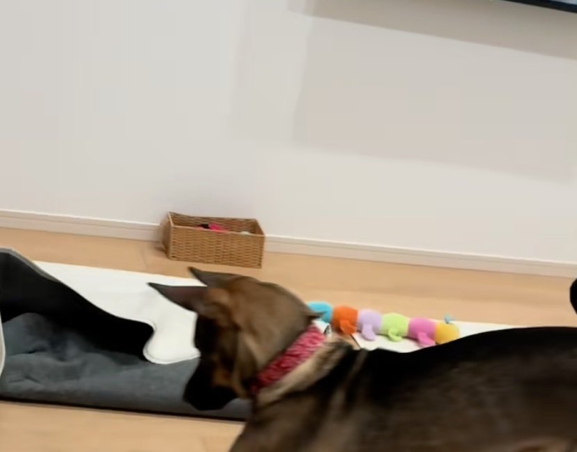 犬