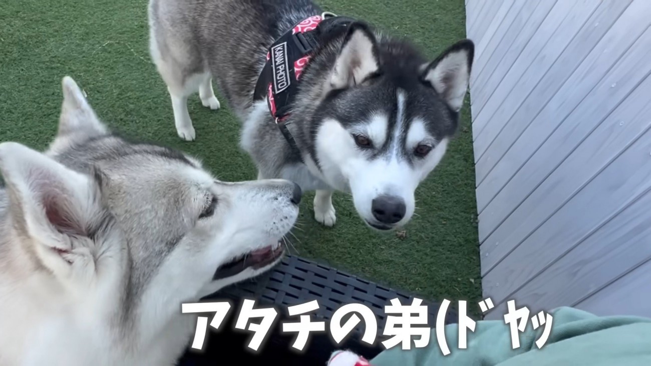 改めてドヤ顔で赤ちゃんを紹介