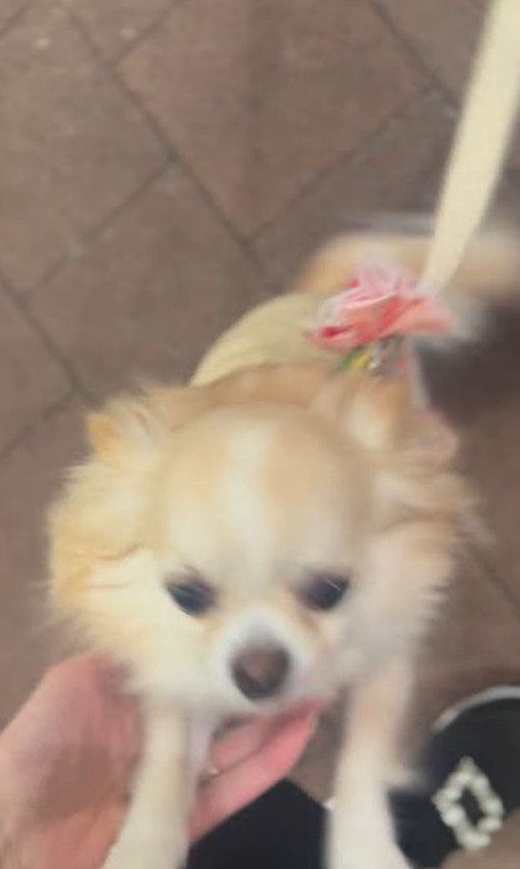 お迎えに来てくれたプティちゃん4