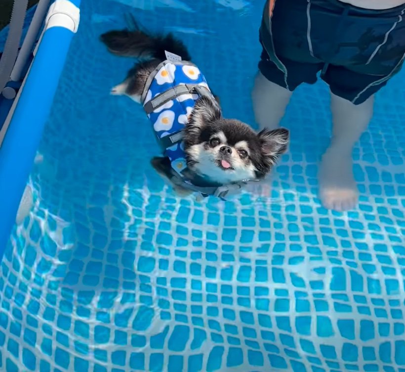 泳がない犬