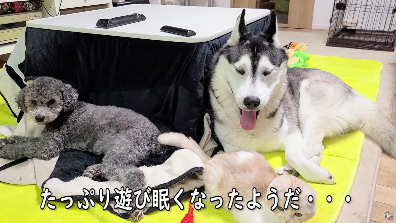 みんなでお昼寝