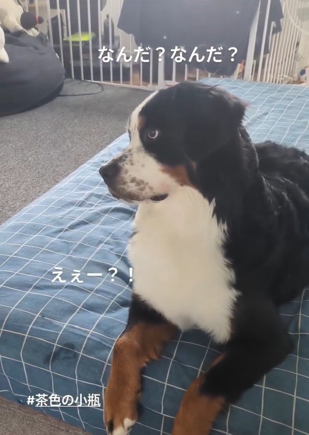 お兄ちゃんを見るベルちゃん