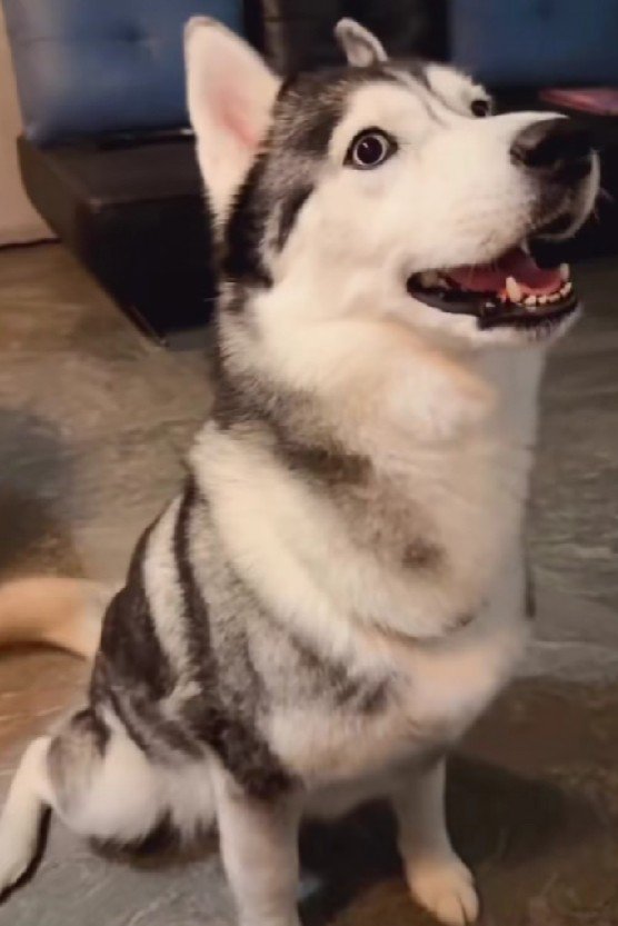 母犬もおしゃべり♪