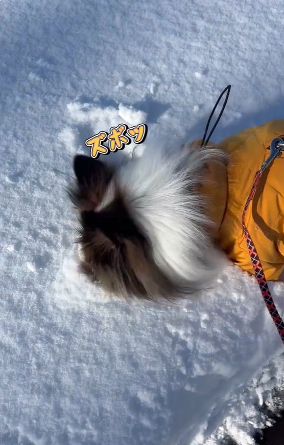 雪に鼻を突っ込むさつまくん