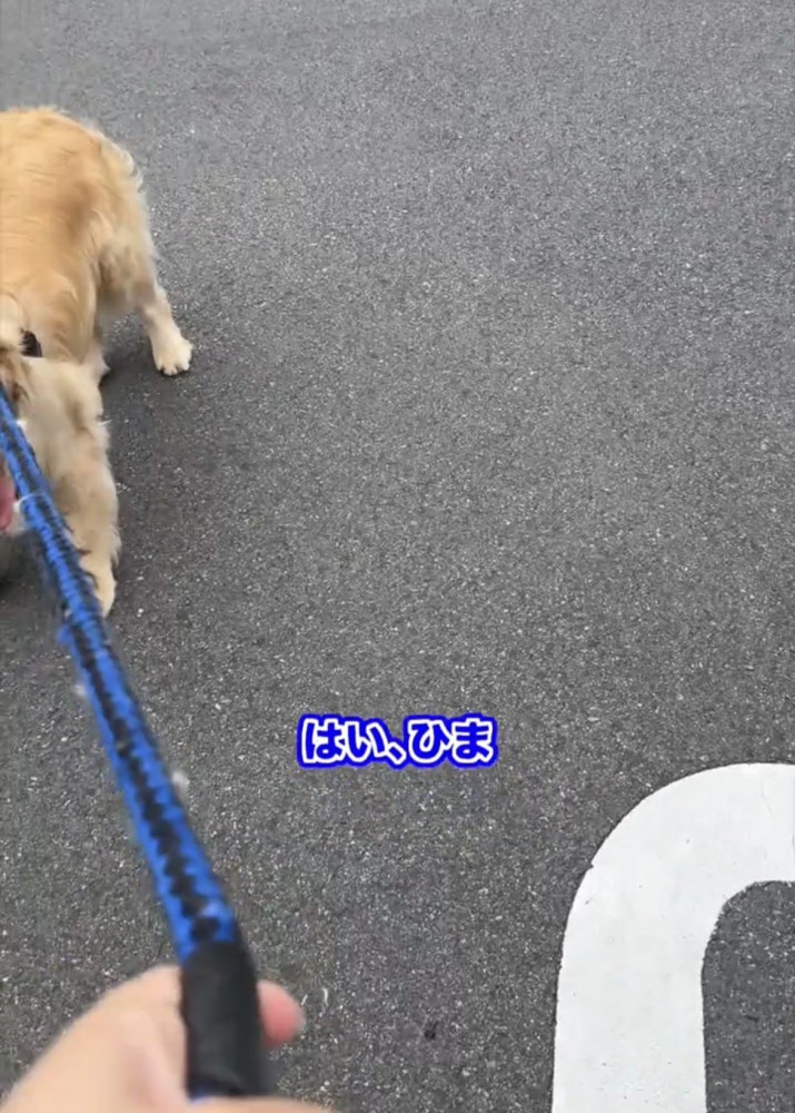 待つ犬