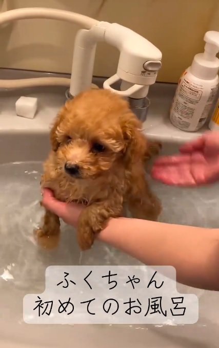 トイプードルのふくくん