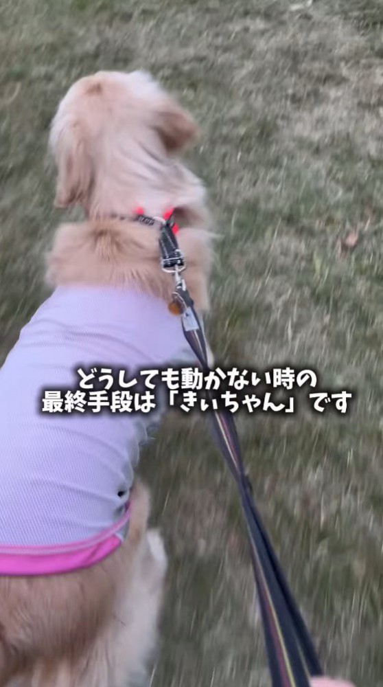 友達を探して周囲を見まわす犬