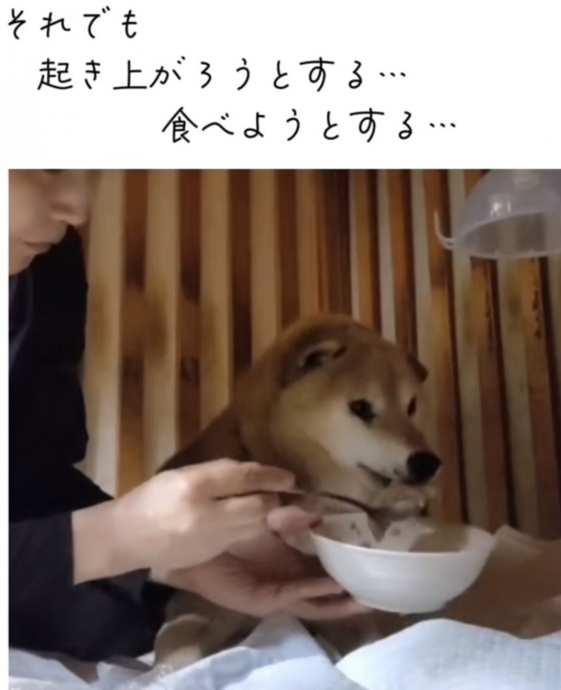 ご飯を食べる老犬
