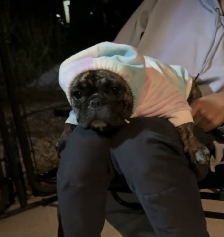 無表情でフードをかぶる犬