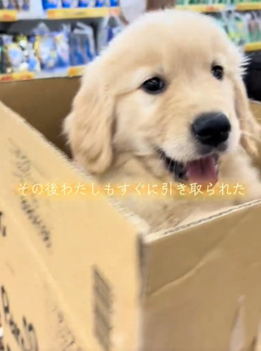 箱に入った犬
