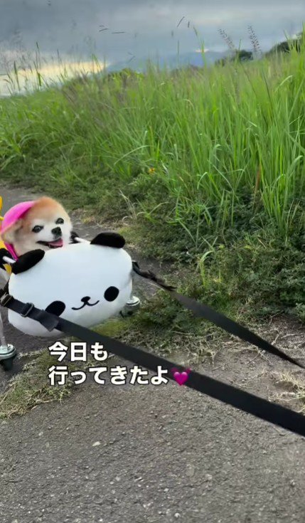 さくらちゃんの車椅子は…