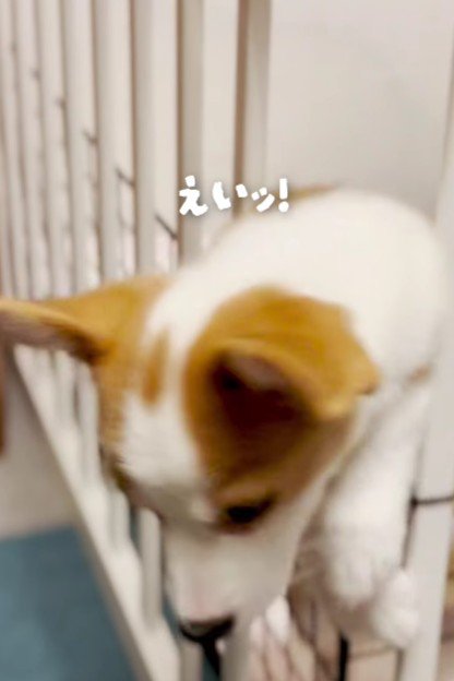 ケージから脱走することも