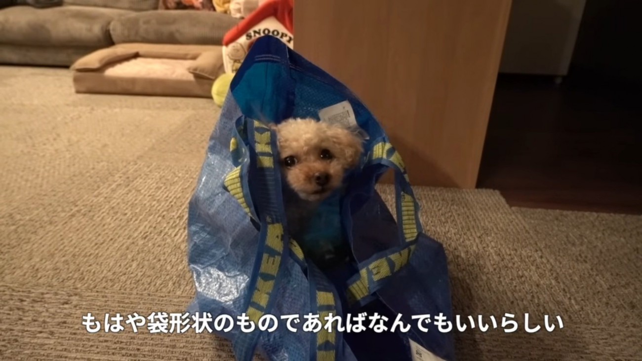 IKEAのバッグに入るモコちゃん