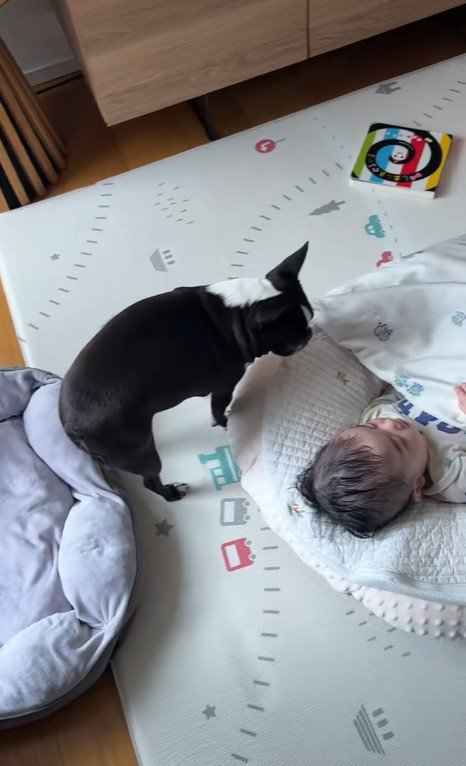 こんぶちゃんと赤ちゃん