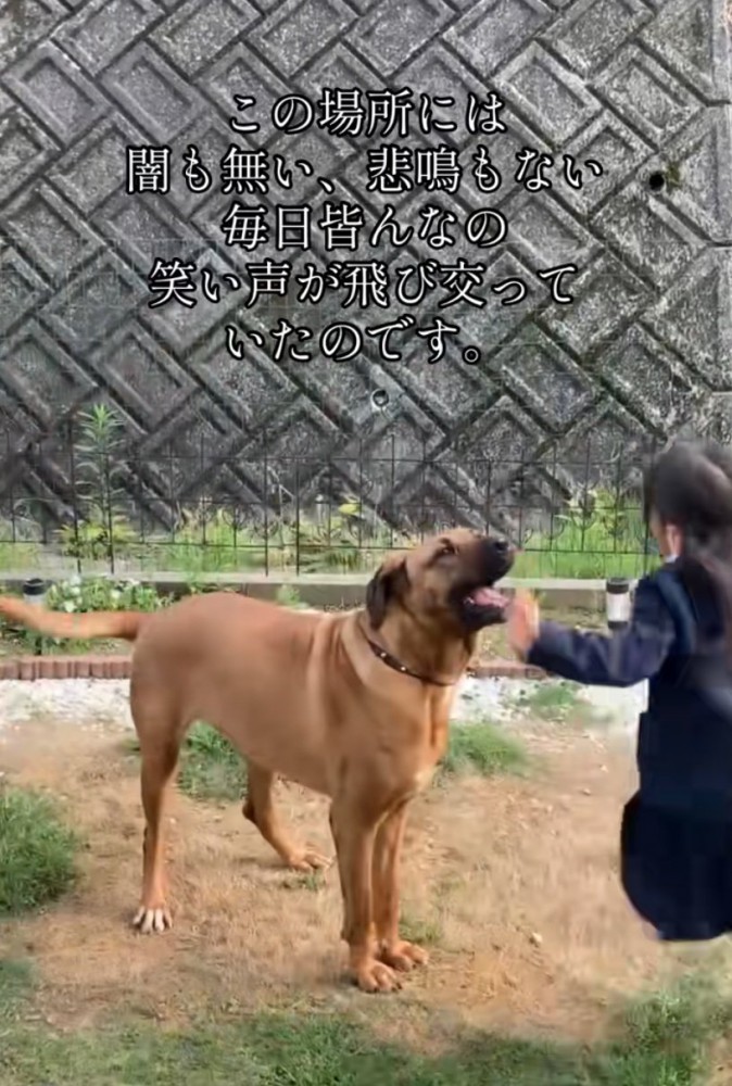 笑顔で庭で過ごす犬