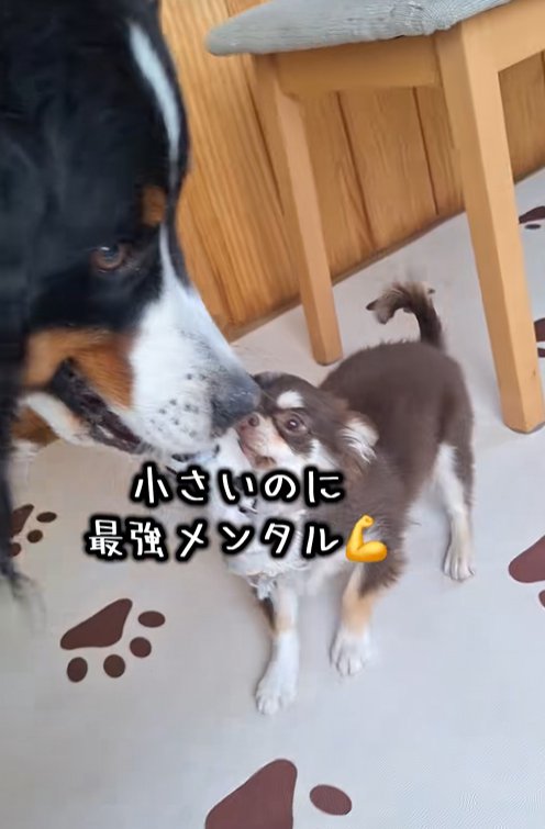 気が強い小型犬