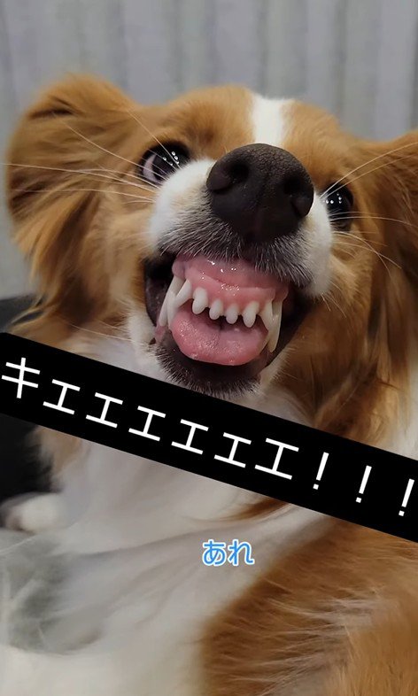 変顔を披露するほど、元気に成長！