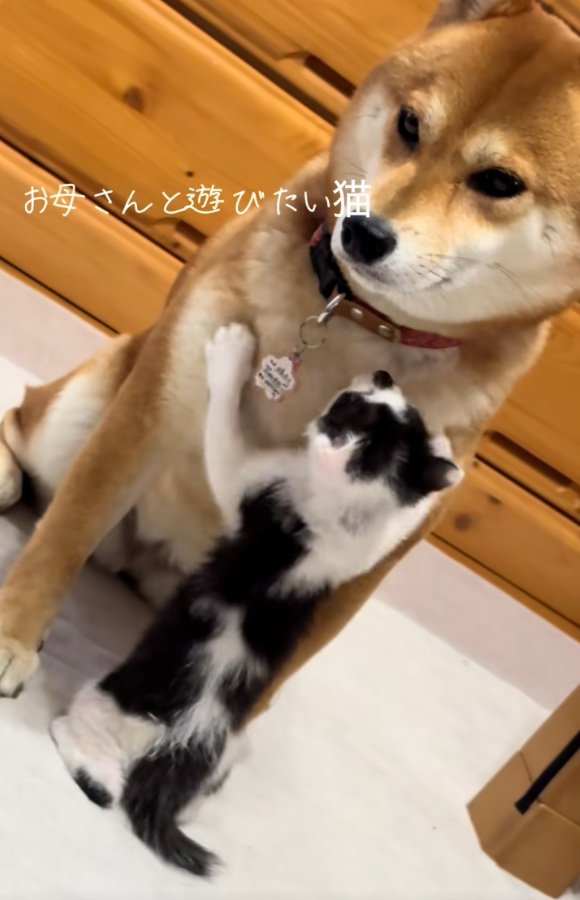 こむぎちゃんと遊びたいぱんくん