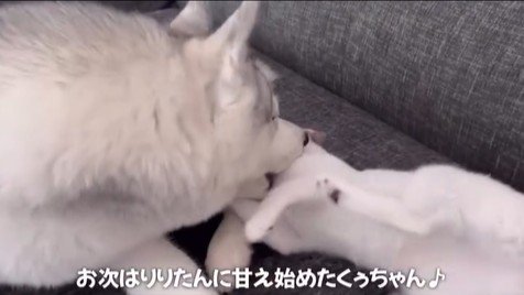 くぅちゃんを離さないりりたん2